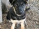 Je donne chiots berger allemand 