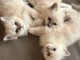 Annonces chaton sacr&eacute; de brimanie disponible 