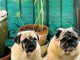 Adorable chiots carlin disponible 