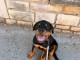 Chiots rottweiler m&acirc;le a donner 