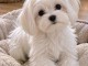 Chiots Bichon maltais adorable femelle 