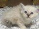 Je donne chaton sacr&eacute; de brimanie disponible 