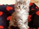 Adorable chaton Maine coon m&acirc;le 