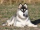 Chiots Husky sib&eacute;rien disponible femelle 