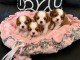 Adoption chiots cavalier King Charles disponible 