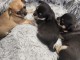 Dons b&eacute;b&eacute; chiots chihuahua disponible 