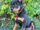 Magnifique chiots rottweiler disponible femelle 