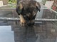 Adorable chiots berger allemand disponible 