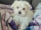 Bichon maltais m&acirc;le a donner urgent 