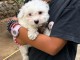 Chiot Bichon maltais femelle 