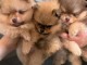 Adoption chiots spitz nain disponible 