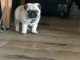 Chiot carlin m&acirc;le disponible 