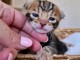Chaton bengal disponible 