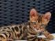 Bengals disp pour adoption 