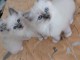 Je donne chaton ragdoll femelle 