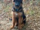 Dons chiots berger allemand disponible 