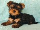 Adorable chiots York disponible 