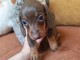 Chiots teckels kaninchen disponible pour adoption 