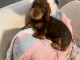Magnifique chiots teckels nain disponible 