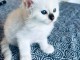 Chaton sacr&eacute; de brimanie disponible 