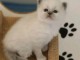 Magnifique chaton sacr&eacute; de brimanie 
