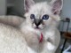 Je donne chaton sacr&eacute; de brimanie m&acirc;le 