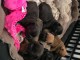 Chiots bouledogue fran&ccedil;ais m&acirc;le et femelle disponible 