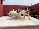 Chiots Jack russel a donner 