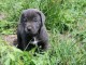 Je donne chiots cane corse disponible 