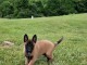 Chiots malinois disponible femelle a donner 