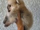 Chiots spitz nain disponible 