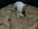 Je donne chiots Jack russel 