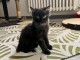Chaton noir &agrave; donner 
