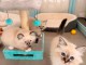 Annonces chaton sacr&eacute; de brimanie 