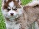 Chiots pomsky disponible pour adoption 