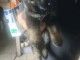 Je donne chiots berger allemand disponible 