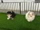 Annonces chiots spitz nain disponible 