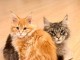 Adorable chaton Maine coon roux disponible 