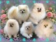 Dons chiots spitz nain disponible 