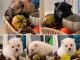 Dons chiots spitz nain 