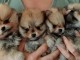 Adorable chiots spitz nain pour adoption 
