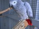 Perroquets gris du Gabon disponible 