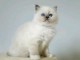 Adorable chaton sacr&eacute; de brimanie 