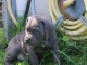 Je donne chiots cane corse disponible 