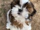 Chiot Shih Tzu disponible de suite 