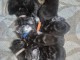 Chaton Maine coon adorable pour adoption 