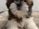 Dons chiots Shih Tzu pour adoption 