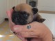Adoption chiots bouledogue fran&ccedil;ais m&acirc;le 