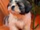 Chiots Shih Tzu disponible de suite 
