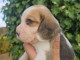 Chiots beagle disponible pour adoption 